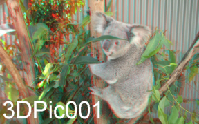 3D Anaglyph Koala Photographed with Fuji W3 Stereo Camera